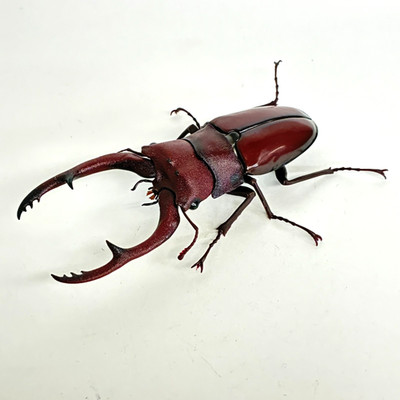 【Used】 Bandai Stag Beetle 09 Action Figure Prosopocoilus astacoides dark 12cm