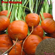 Parisian Carrot Seeds- Daucus Carota | Vegetable Seeds