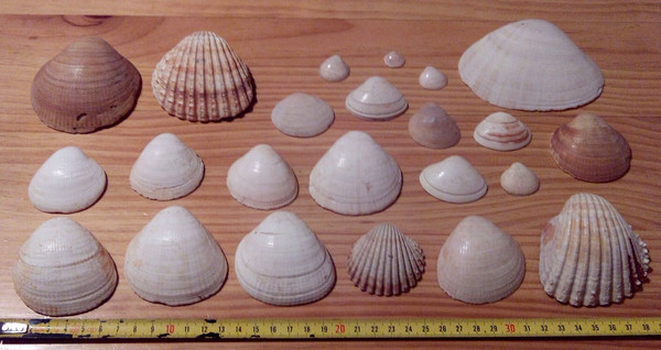 Concha - 23 Conchas - 23 Shell - Shell - Lot - Flat - Wholesale - Pack 23