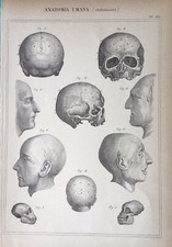 Stampa Antica Incisione - Anatomia Umana - Craniologia - 1888