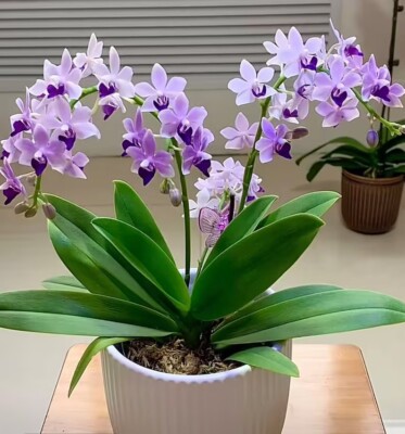 Phal. Tzu Chiang Sapphire 
