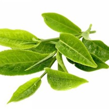 10 Camellia sinensis Seeds Chinese Green Tea Seed Organic