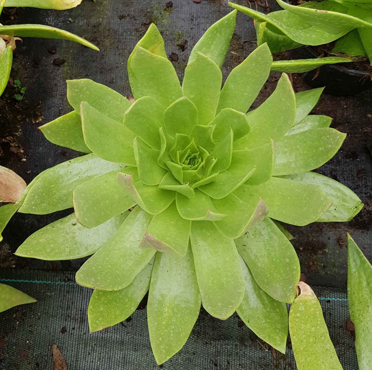 Dudléia pulvérulente en pot de 2L pour végétaliser un balcon ensoleillé sans effort
