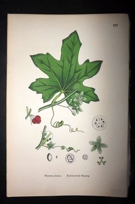 Sowerby 1877 Hand Col Botanical Print. Red-Berried Bryony 517