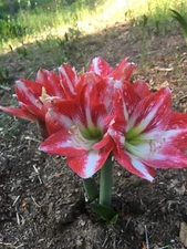 4 Large Amaryllis Bulbs
