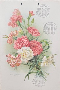 Antique 1899 Frances Walker Calendar Art Print, Carnations