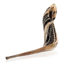 Holy Voice Kosher Ram Shofar Horn from Israel 18"-20" Traditional H... Fast Ship