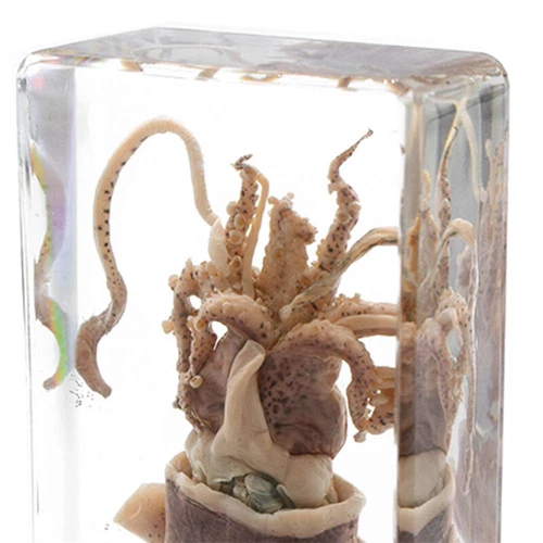 Fermacarte esemplare di seppie di calamari animali veri per educazione scientifica - Foto 4 di 6
