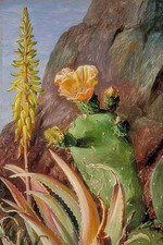 Marianne North Aloe Cochineal Cactus in Flower Teneriffe A3 Print