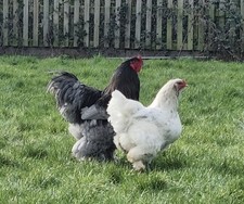 Mixed Colour Stunning Giant Purebred Brahma Eggs x 6