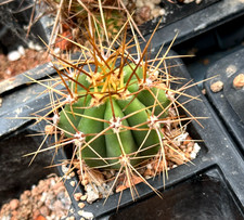 Echinopsis terscheckii TB3.3 massive, hardy, columnar cactus, 4cm seedling