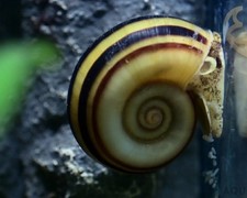 3 Live Giant Colombian Ramshorn Snails DIME-NICKEL SIZE Marisa cornuarietis