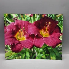 Richard Kibbe Studio Daylily Floral Photography Print 8x10 Color 2009 Wall Art