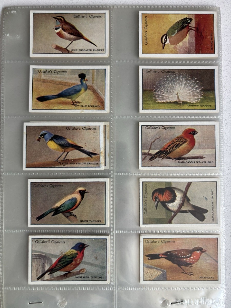 cigarette cards birds Gallaher Zoo Tropical 2nd Series 1929 Complete Set of 50 Cigarette Cards Birds