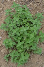 min 100 Samen echte Katzenminze (Nepeta cataria) seeds