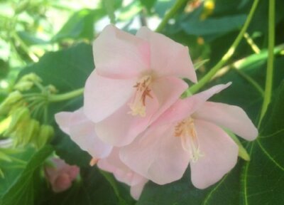 DOMBEYA PINK CLOUD Cape Wedding Flower Tropical Hydrangea Plant