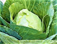 Early Jersey Wakefield Cabbage Seeds 300+ SEEDS NON-GMO--BUY 4 ITEMS FREE SHIP
