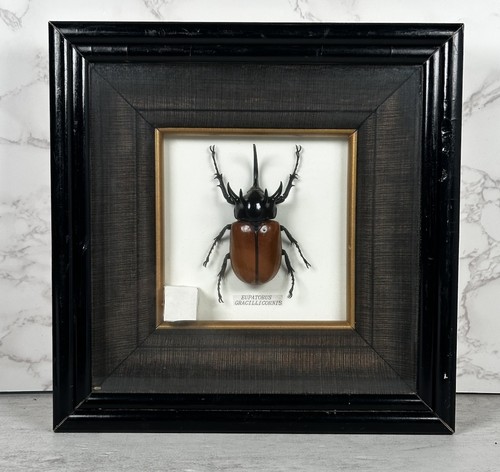 Real Eupatorus Gracilicornis Glass Frame Box Case Insect Beetle Horn 9" by 9”