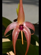 Orchid Bulbophyllum echinolabium ( 3.25” Pot ) Not Exact Plants But Comparable