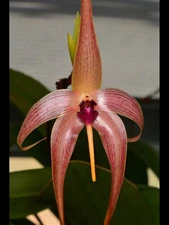 Orchid Species Bulbophyllum echinolabium ( Not Exact Plants But Comparable )