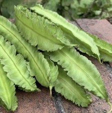 50 SEEDS Winged Bean  Pallang  Manila Bean  Four Angled Bean  NON-GMO