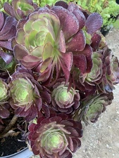 FRESH Cuttings from Aeonium Velour Succulent Indoor Outdoor Plant CUT DAILY