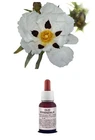 Essential Oil 100% Pure ABDANO ABSOLUTE Food Cysts Cosmetic Perfume