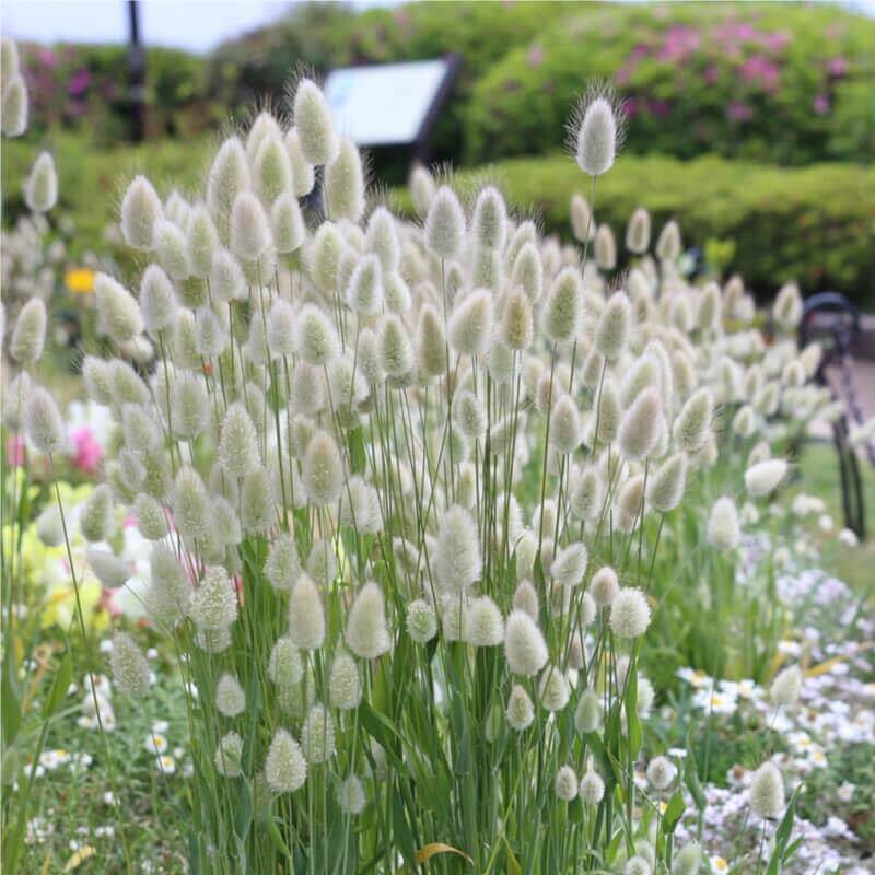 Graines de Lagurus Ovatus pour composition de fleurs séchées et décoration champêtre et bohème naturelle