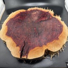X LG Red Cedar Wood Turning Blank Cookie Live Edge Base 11  X 12  X 1.5   2C   