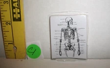 REPRODUCTION MATTEL BARBIE DOCTOR MEDICAL SKELETON CHART REPRO ACCESSORY 2020 C1