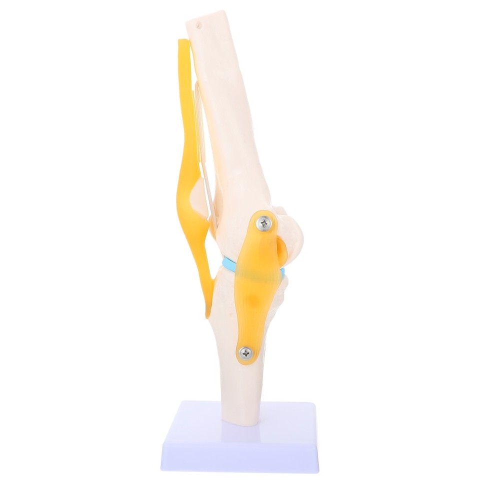 Knee Joint Simulation Model Anatomy Human 1:1 for Teaching | eBay Australia