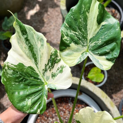 Alocasia Cucullata White Albo Variegated Free Phyto Cert. | eBay