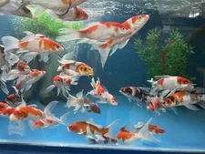 One, 6-inch Butterfly, Japanese import, Sanka, Kahaku, Showa….Black Swamp Koi