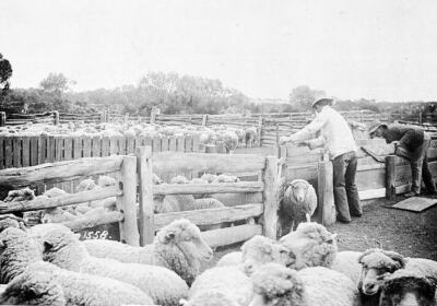 Lake Victoria, NSW, 1910 Two men yarding sheep on 'Lake Victoria' sta Old Photo