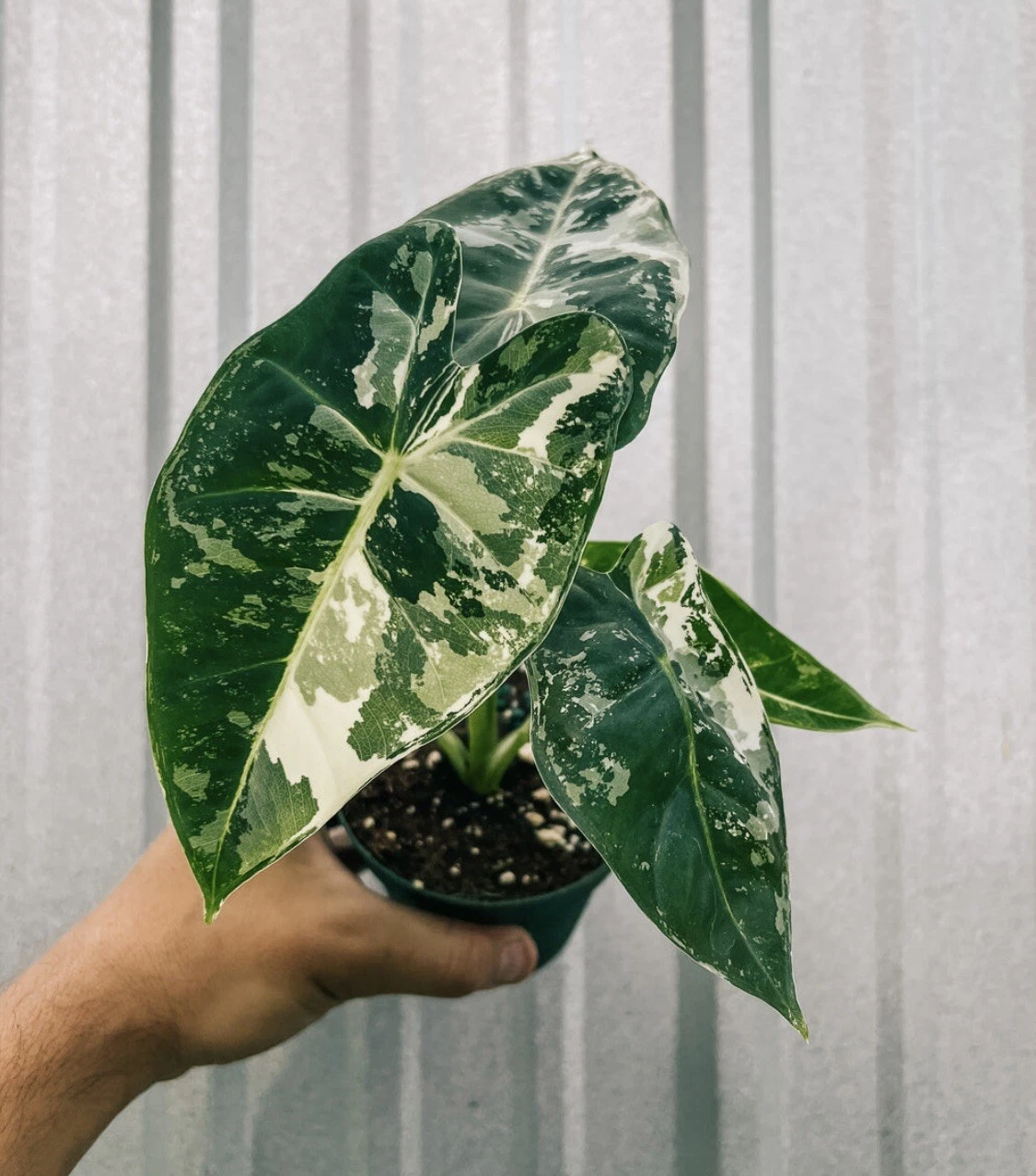 Alocasia 'Frydek' albo variegated