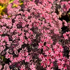 Sedum 'Red Canyon' Plug Plant x 4. Dramatic silvery green