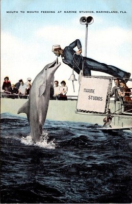 Vintage Marine Studios Marineland FL Dolphin Feeding Postcard by E.C. Kropp