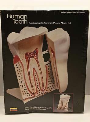 Vintage Lindberg Human Tooth Plastic Model Kit 1986 Sealed