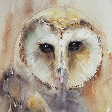 Original Watercolour Barn Owl Painting 31 x 41 cm  Wildlife Art
