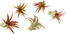 5 Pack Air Plants Red Abdita Tillandsia - Medium Air Plants Live Variety Pack - 