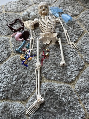 Menschliches anatomisches Skelettmodell medizinisch lernen Anatomie Skelett Projektteile