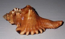 114 mm RED MOUTH Cymatium Perryi Triton Seashell #AZ5 Racha Island Phuket