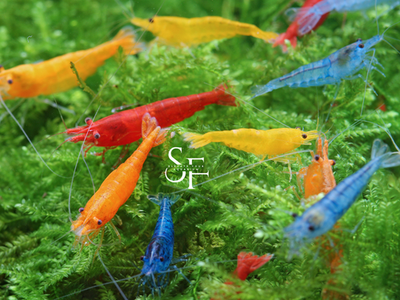 #ad #ad 202 Mixed Freshwater Neocaridina Aquarium Shrimp. Live Guarantee $32.00