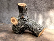 8" APRICOT WOOD LOG 3 1/2"D TURNING CROTCH Multi Forked Branch Carving Crafts
