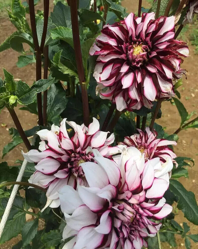 Dahlia Flowers Tartan Large Tubers 1 Quality Dinnerplate Flower Giant dahlia-flowers-tartan-large-tubers-1-quality-dinnerplate-flower-giant