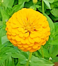 126+YELLOW ZINNIA Seeds Big Cut Flowers Summer Garden Flowering Annual Fast Easy