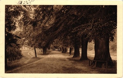 Potstejn Pod Lipami Czech Republic Real Photo Postcard Tree Lined Road 1952
