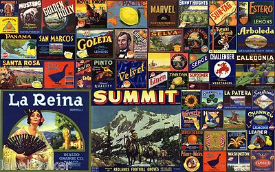 50 GENUINE FRUIT BOX CRATE LABELS VINTAGE LOT ADVERTISING NOS 1930S 1940S 1950S 