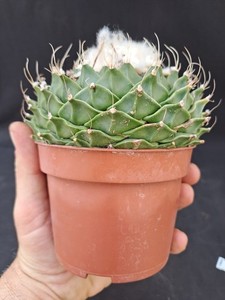 Stefano Colombo Cactus | eBay Stores