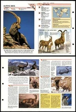 Alpine Ibex #64 Mammals Wildlife Fact File Fold-Out Card